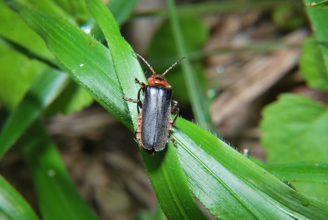 Cantharis rustica